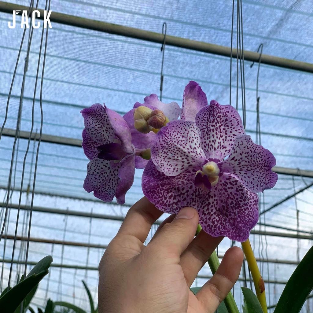  [Bông To] Lan Vanda Màu Tím Trắng Chấm 