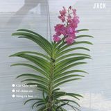  Hoa Lan Asco Hồng - Vanda lai Ngọc Điểm 