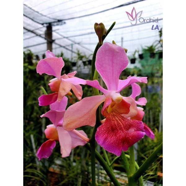  Lan Vanda Lá Kim Lớn Nhiều Màu - Giao Hàng Từ 2 Cây 