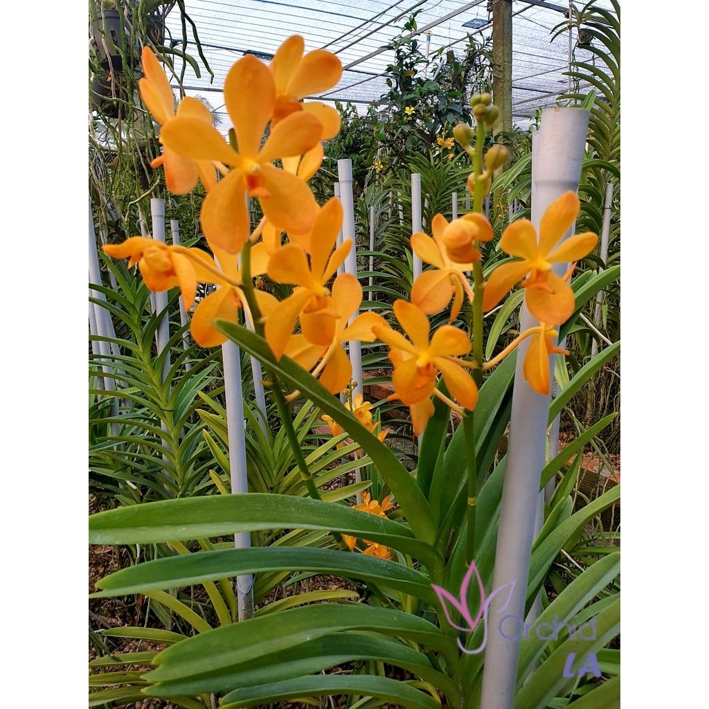  Combo 2 Cây Lan Mokara Lớn Màu Tự Chọn - Ra Hoa Quanh Năm 