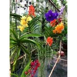  Lan Asco Thái Lan - Vanda lai Ngọc Điểm Hoa Thơm 