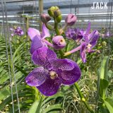  [Bông To] Lan Vanda Màu Tím Trắng Chấm 