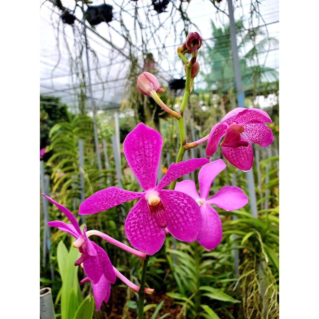  Combo 2 Cây Lan Mokara Lớn Màu Tự Chọn - Ra Hoa Quanh Năm 