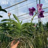  [Bông To] Lan Vanda Màu Tím Trắng Chấm 