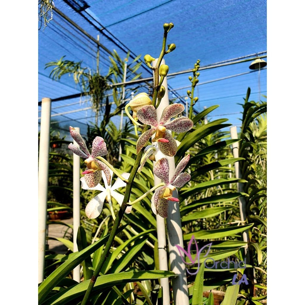  Combo 2 Cây Lan Mokara Lớn Màu Tự Chọn - Ra Hoa Quanh Năm 