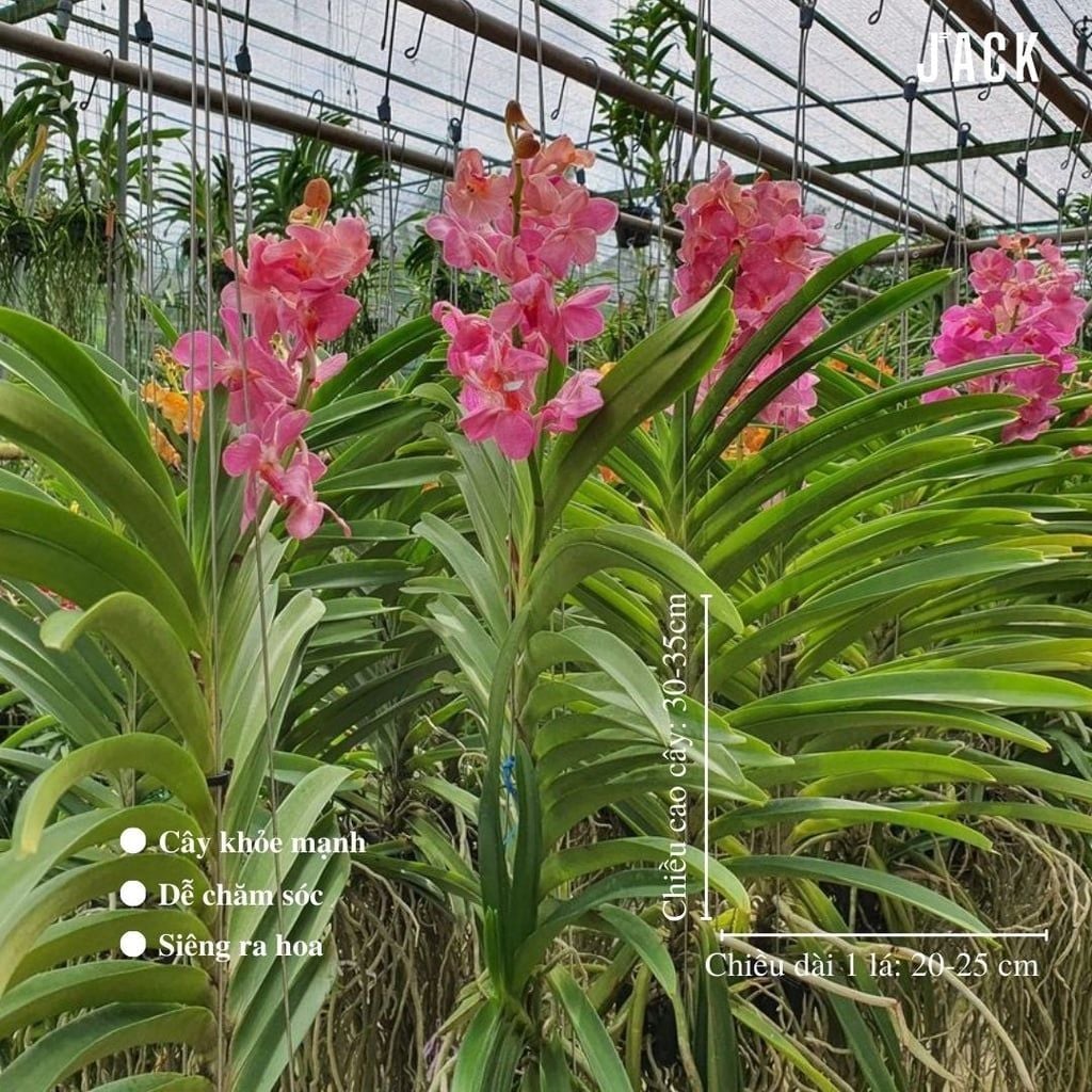  Hoa Lan Asco Hồng - Vanda lai Ngọc Điểm 