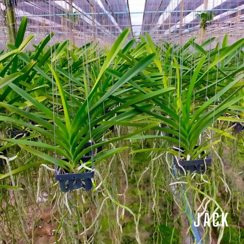  Lan Asco Vàng Chanh - Siêu Siêng Hoa 