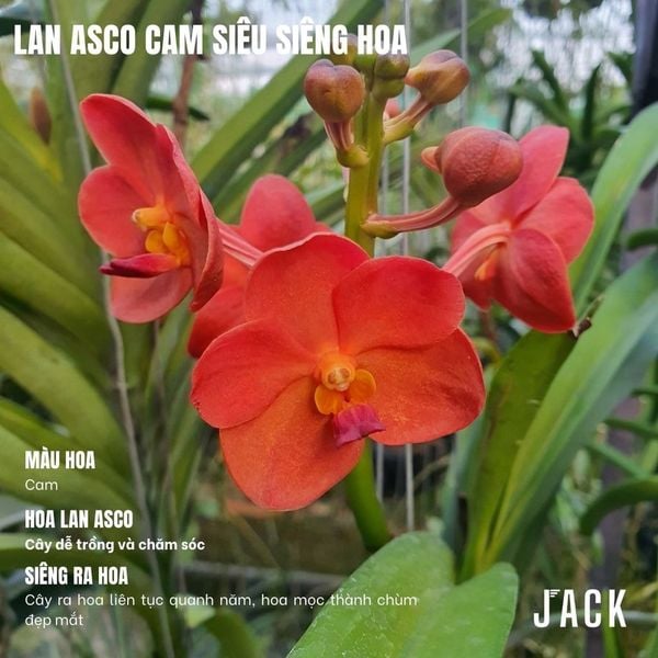  Hoa Lan Asco Cam - Vanda lai Ngọc Điểm Cực Siêng Hoa 