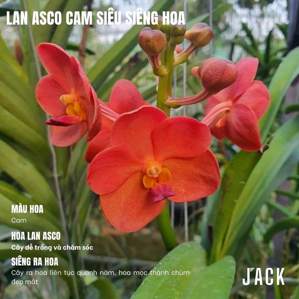  Hoa Lan Asco Cam - Vanda lai Ngọc Điểm Cực Siêng Hoa 