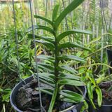  Lan Cù Lao Minh - Loài Lan Đặc Chủng Của Việt Nam 