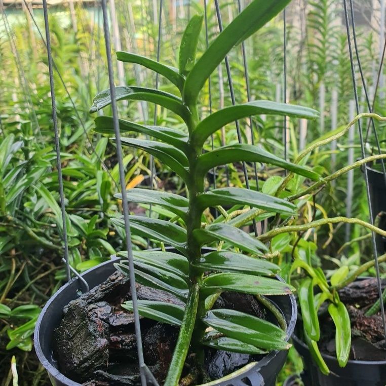  Lan Cù Lao Minh - Loài Lan Đặc Chủng Của Việt Nam 