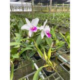 Lan Cattleya Bông Trắng Mini [Cây to mập] 