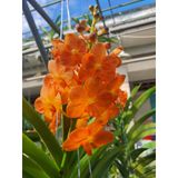  Hoa Lan Asco Cam - Vanda lai Ngọc Điểm Cực Siêng Hoa 