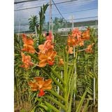  Lan Vanda Lá Kim Lớn Nhiều Màu - Giao Hàng Từ 2 Cây 