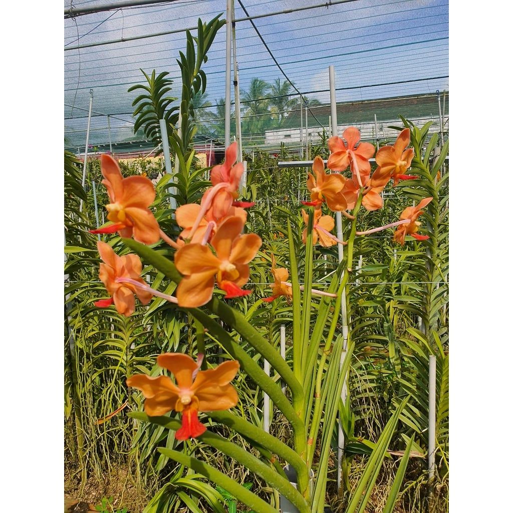  Lan Vanda Lá Kim Lớn Nhiều Màu - Giao Hàng Từ 2 Cây 