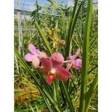  Lan Vanda Lá Kim Lớn Nhiều Màu - Giao Hàng Từ 2 Cây 