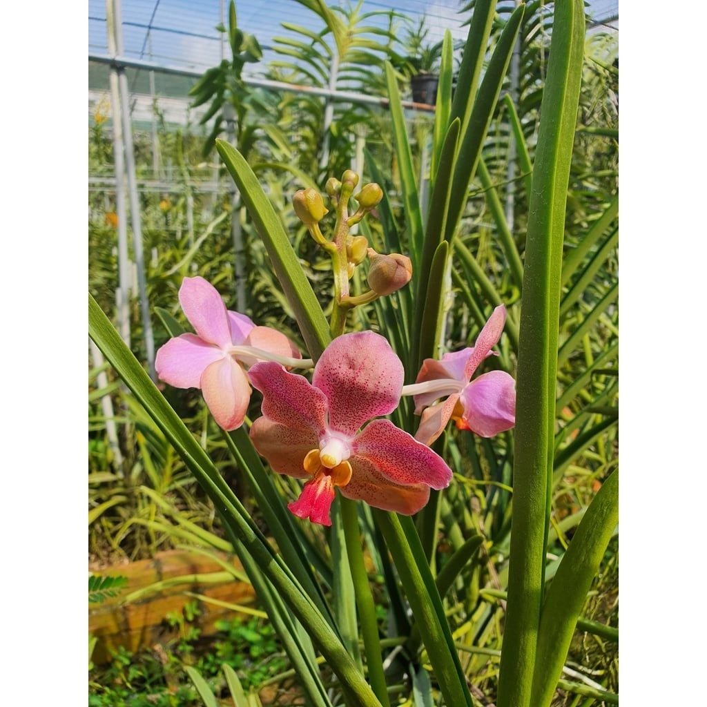  Lan Vanda Lá Kim Lớn Nhiều Màu - Giao Hàng Từ 2 Cây 