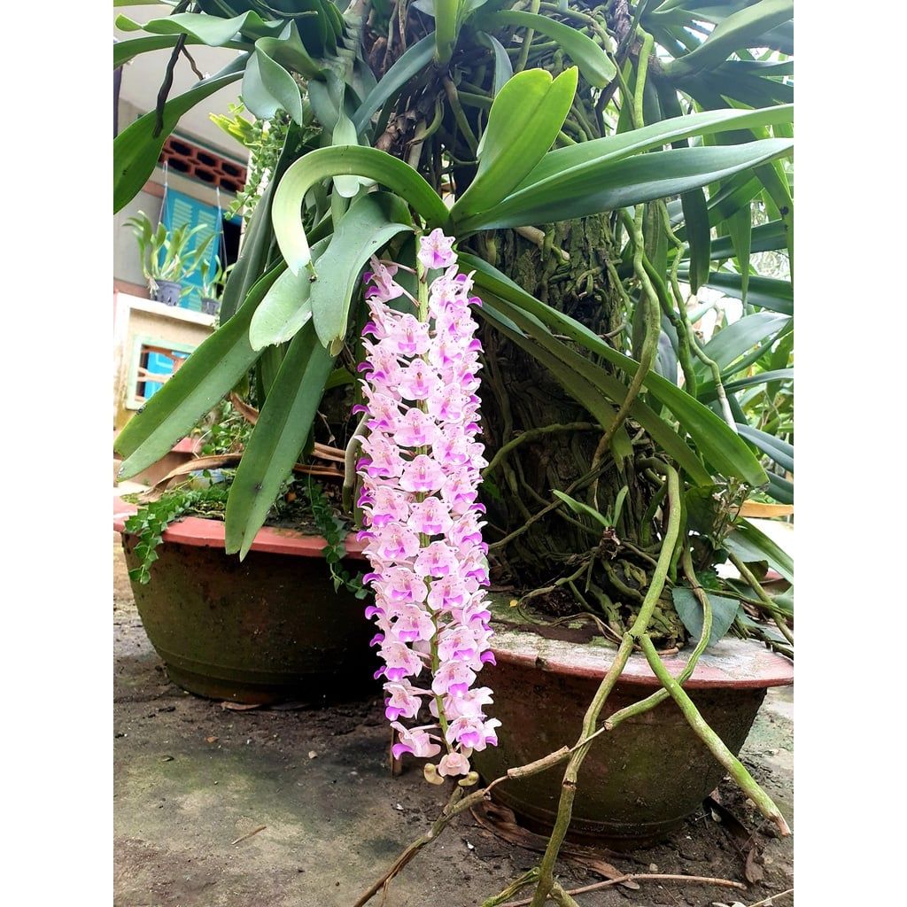  Lan Đuôi Cáo/Chồn - Hoa Thơm Phức Cả Vườn 