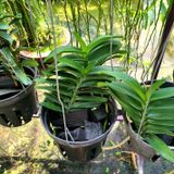  Lan Cù Lao Minh - Loài Lan Đặc Chủng Của Việt Nam 