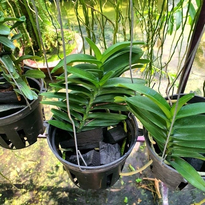  Lan Cù Lao Minh - Loài Lan Đặc Chủng Của Việt Nam 