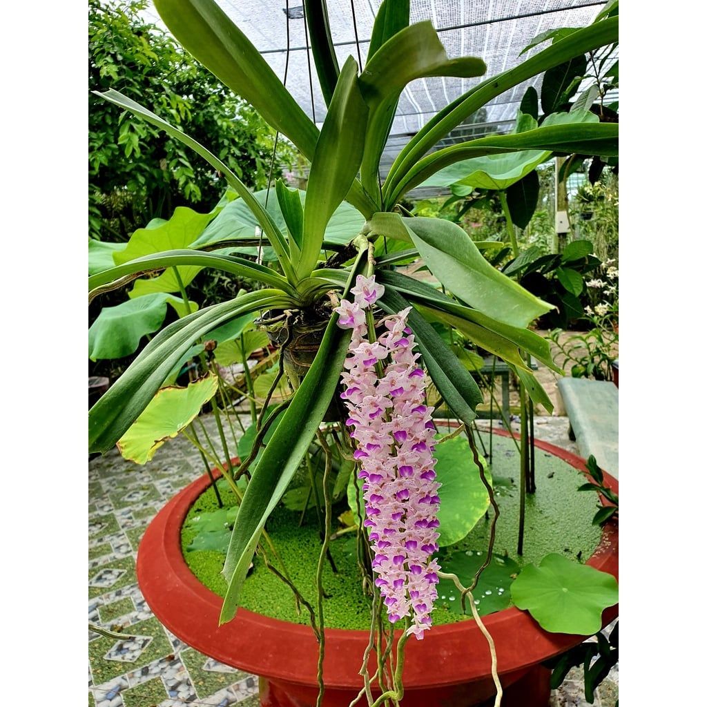  Lan Đuôi Cáo/Chồn - Hoa Thơm Phức Cả Vườn 