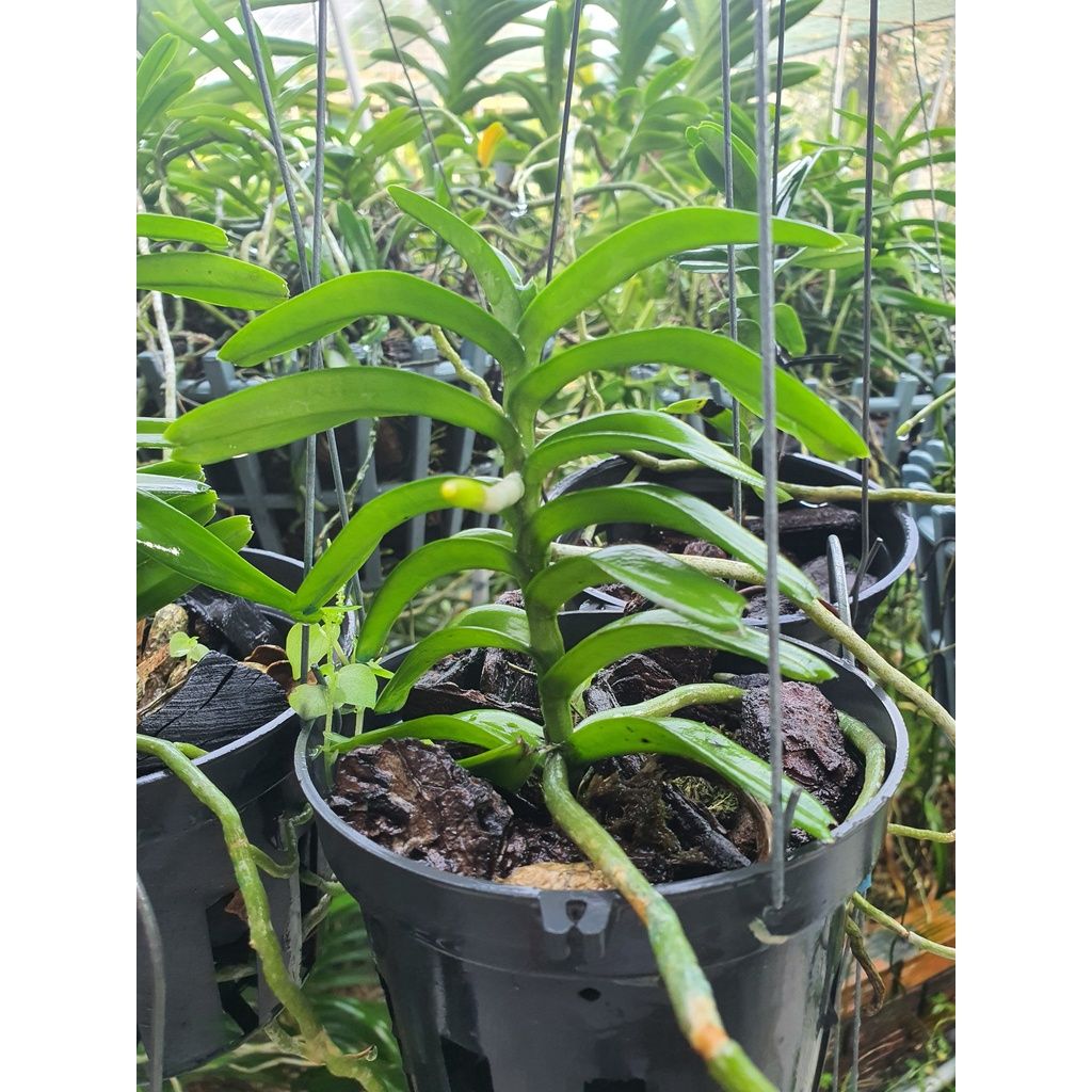  Lan Cù Lao Minh - Loài Lan Đặc Chủng Của Việt Nam 