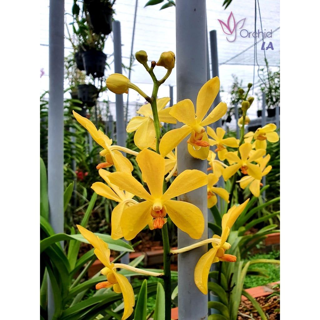  Combo 2 Cây Lan Mokara Lớn Màu Tự Chọn - Ra Hoa Quanh Năm 
