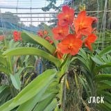  Hoa Lan Asco Cam - Vanda lai Ngọc Điểm Cực Siêng Hoa 