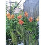  Hoa Lan Asco Cam - Vanda lai Ngọc Điểm Cực Siêng Hoa 
