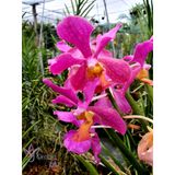  Lan Vanda Lá Kim Lớn Nhiều Màu - Giao Hàng Từ 2 Cây 