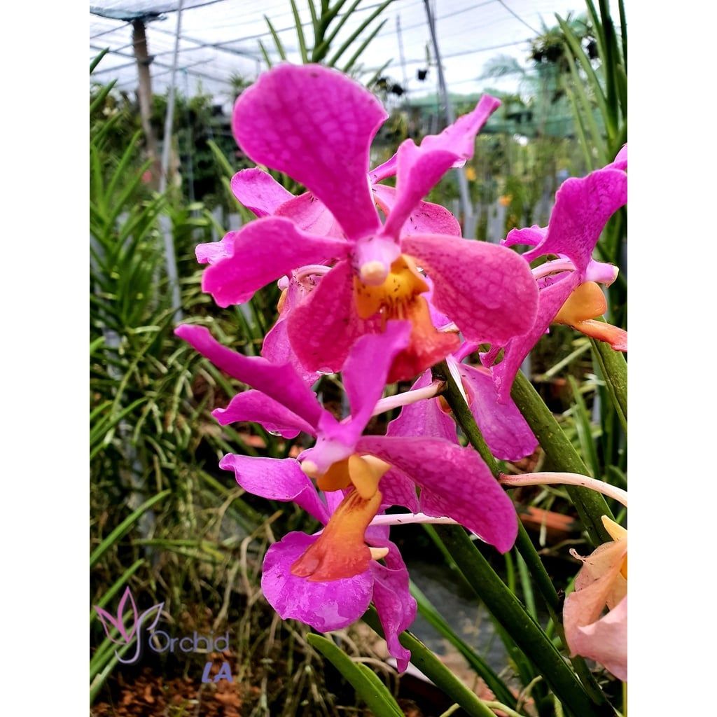  Lan Vanda Lá Kim Lớn Nhiều Màu - Giao Hàng Từ 2 Cây 