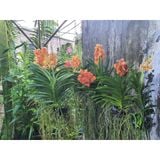  Hoa Lan Asco Cam - Vanda lai Ngọc Điểm Cực Siêng Hoa 