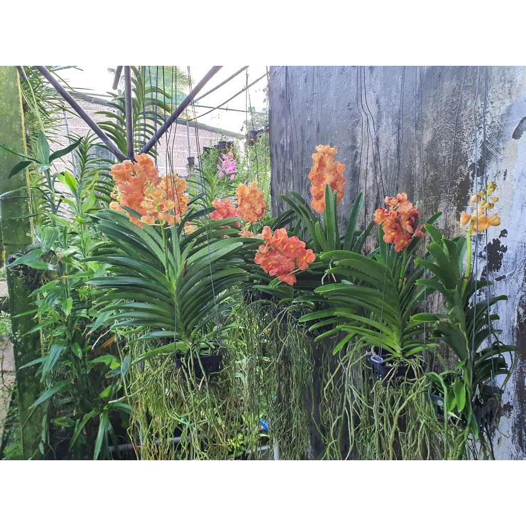  Hoa Lan Asco Cam - Vanda lai Ngọc Điểm Cực Siêng Hoa 