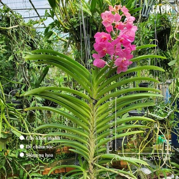  Hoa Lan Asco Hồng - Vanda lai Ngọc Điểm 