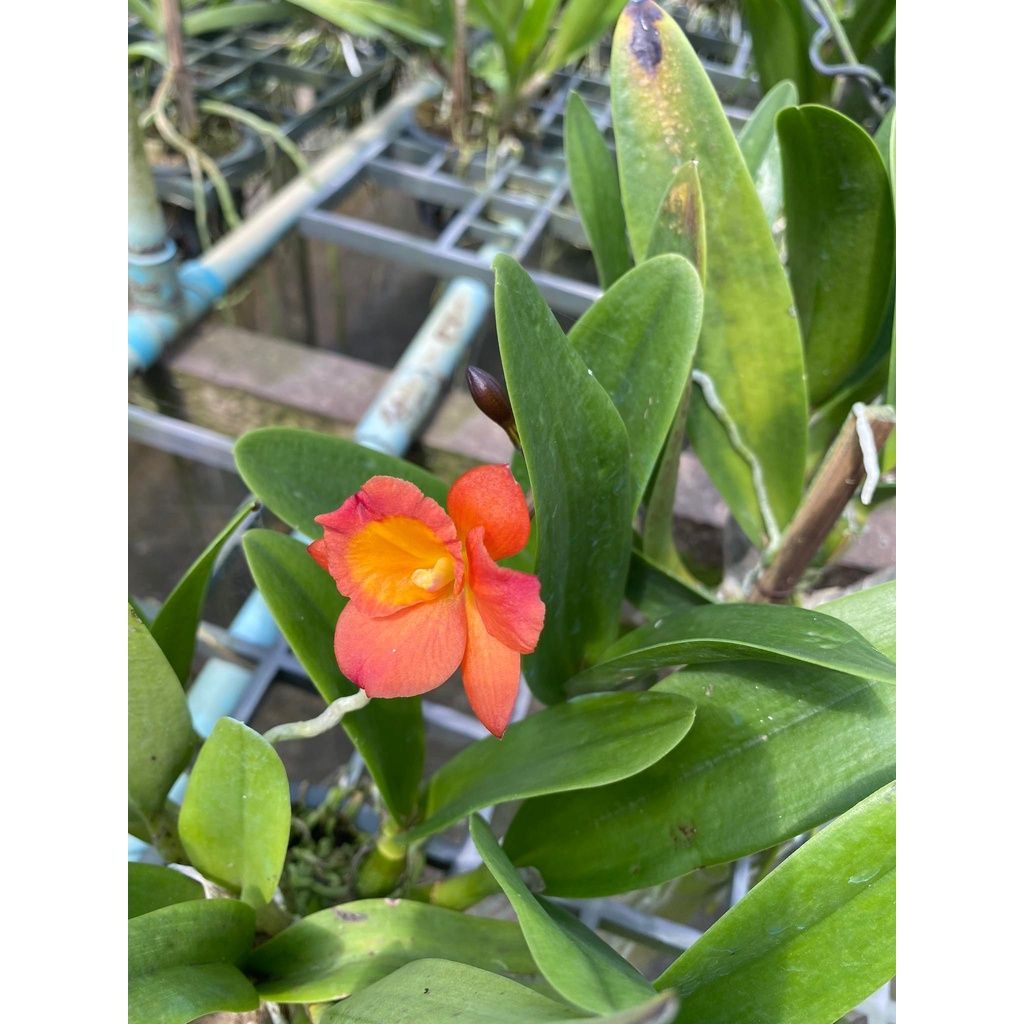  Lan Cattleya Bông Trắng Mini [Cây to mập] 