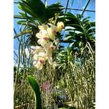  Lan Asco Thái Lan - Vanda lai Ngọc Điểm Hoa Thơm 