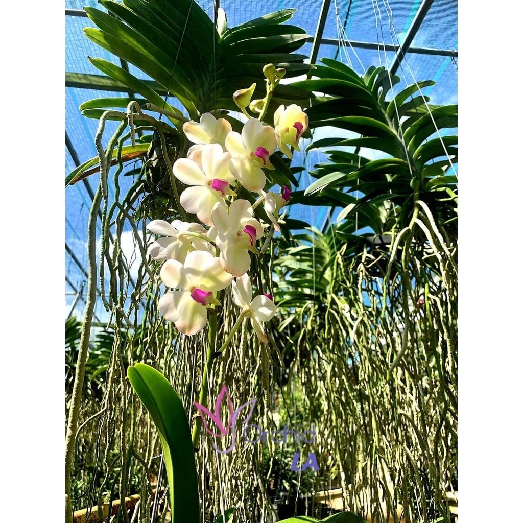  Lan Asco Thái Lan - Vanda lai Ngọc Điểm Hoa Thơm 