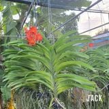  Hoa Lan Asco Cam - Vanda lai Ngọc Điểm Cực Siêng Hoa 