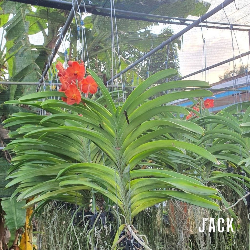  Hoa Lan Asco Cam - Vanda lai Ngọc Điểm Cực Siêng Hoa 