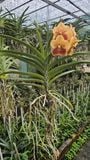  Cây lan vanda Jack Sunset Glow - Bông to, hoa cam đỏ rực như hoàng hôn 