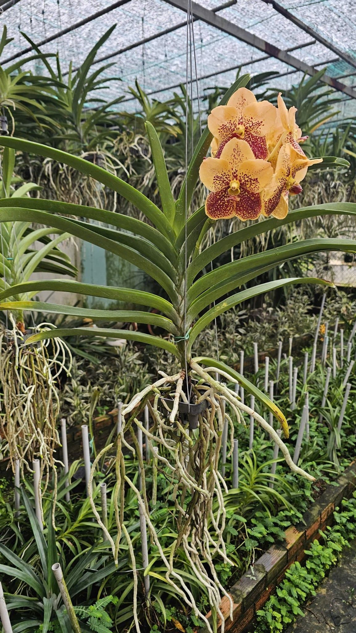  Cây lan vanda Jack Sunset Glow - Bông to, hoa cam đỏ rực như hoàng hôn 