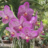  [Bông To] Lan Vanda Màu Tím Trắng Chấm 