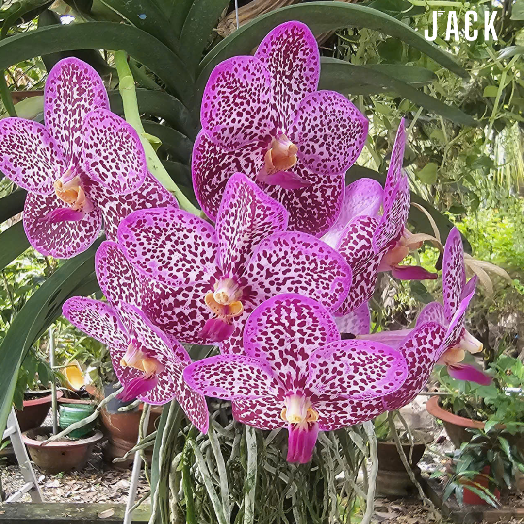  [Bông To] Lan Vanda Màu Tím Trắng Chấm 