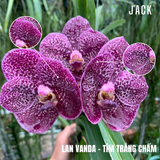  [Bông To] Lan Vanda Màu Tím Trắng Chấm 