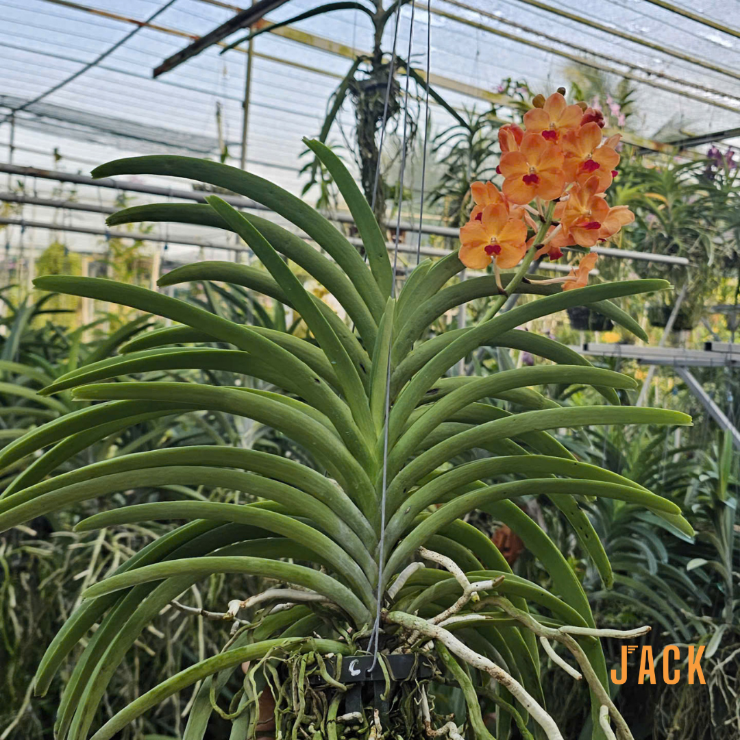  Lan Asco Cam dòng lan rực rỡ, dễ chăm, siêu sai hoa 