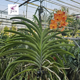  Chậu 2 Cây Lan Asco Cam - Vanda lai Ngọc Điểm Cực Siêng Hoa 
