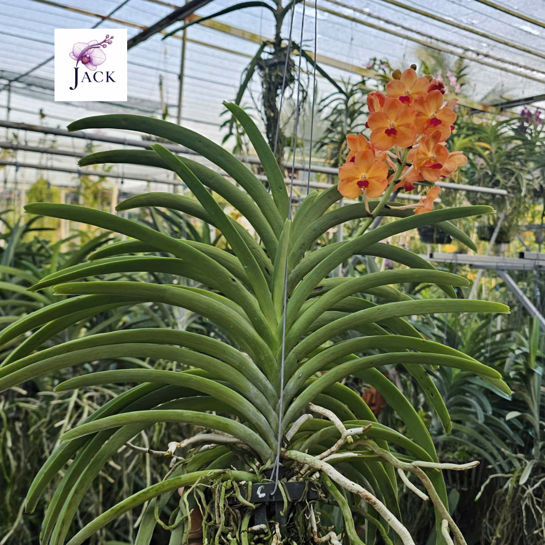  Chậu 2 Cây Lan Asco Cam - Vanda lai Ngọc Điểm Cực Siêng Hoa 
