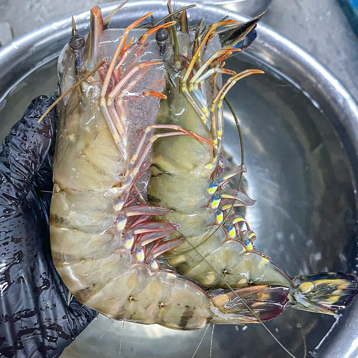  Tôm Sú Quảng Canh 