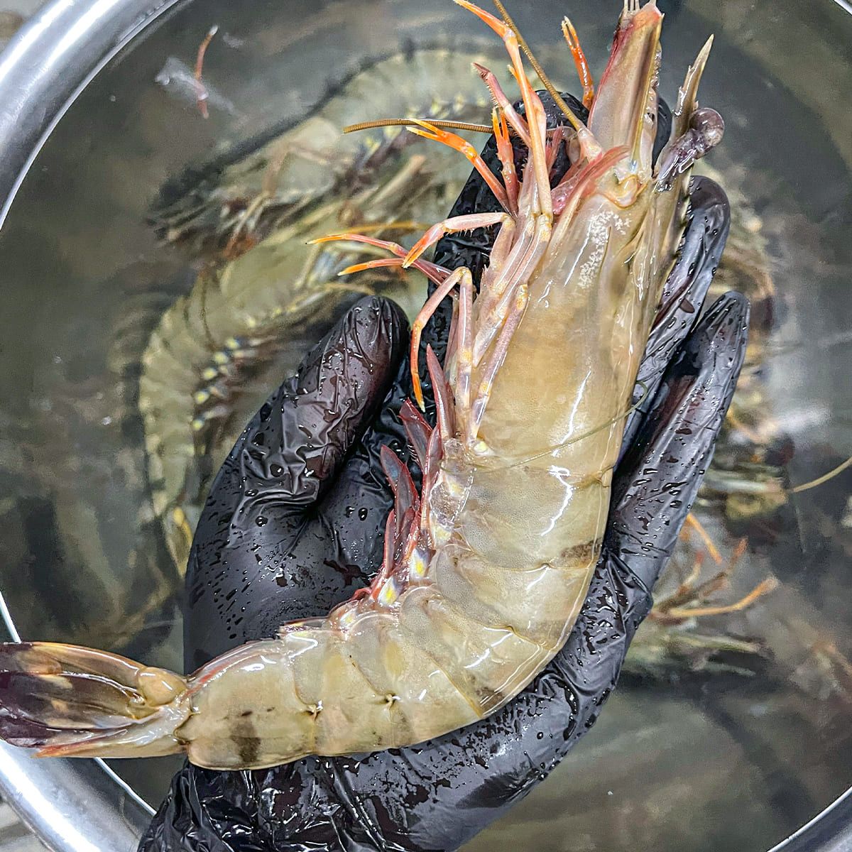  Tôm Sú Quảng Canh 