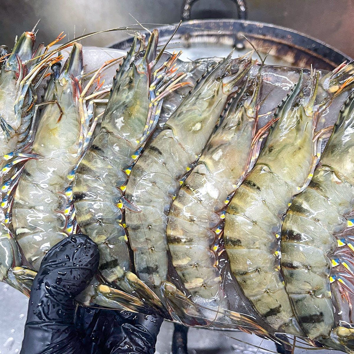  Tôm Sú Quảng Canh 